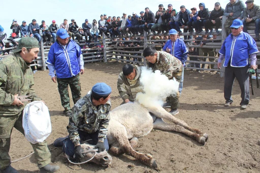 фермеры иволгинского района. бурятский табунщик. бурятский табунщик. сампилов цыренжап сампилович картины. бурятский табунщик.