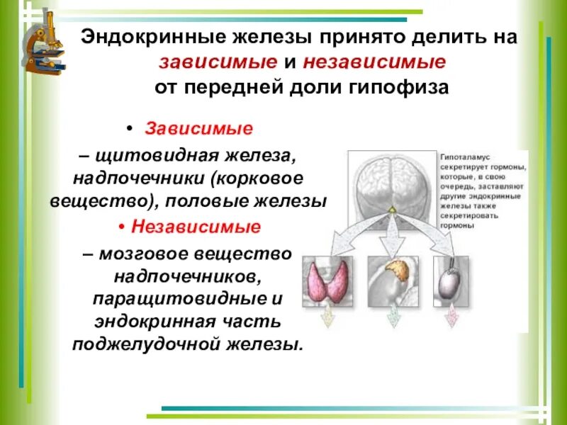 .Система желез внутренней секреции. Функции. Гипофиз независимые железы внутренней секреции. Гормоны желёз внутренней секреции. Нейрогормоны железа внутренней секреции.