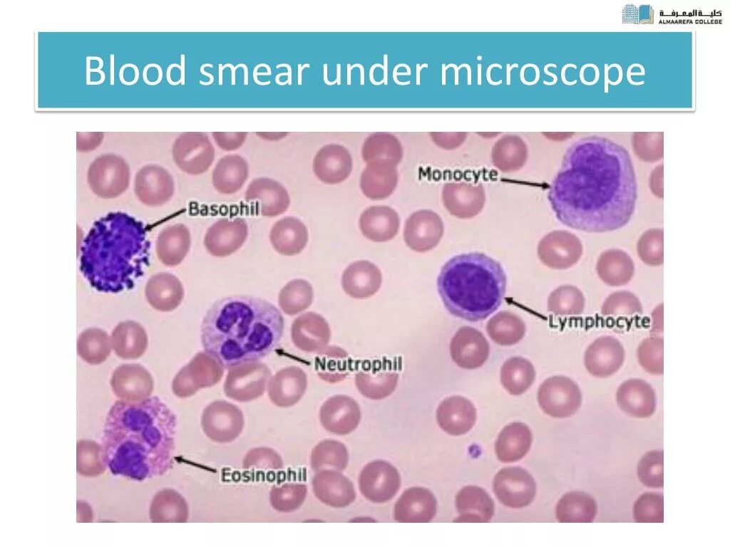 Blood Cells under Microscope. Neutrophil under Microscope. Basophil under the Microscope.