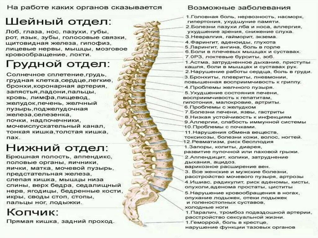 Заболевания отделов позвоночника. Шейный отдел позвоночника шейный отдел позвоночника анатомия.