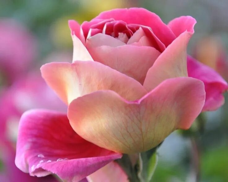 Fondos-pantalla-flores-bonitas-amor-pc-whatsapp (18 E60 Flores bonitas, Fotos de