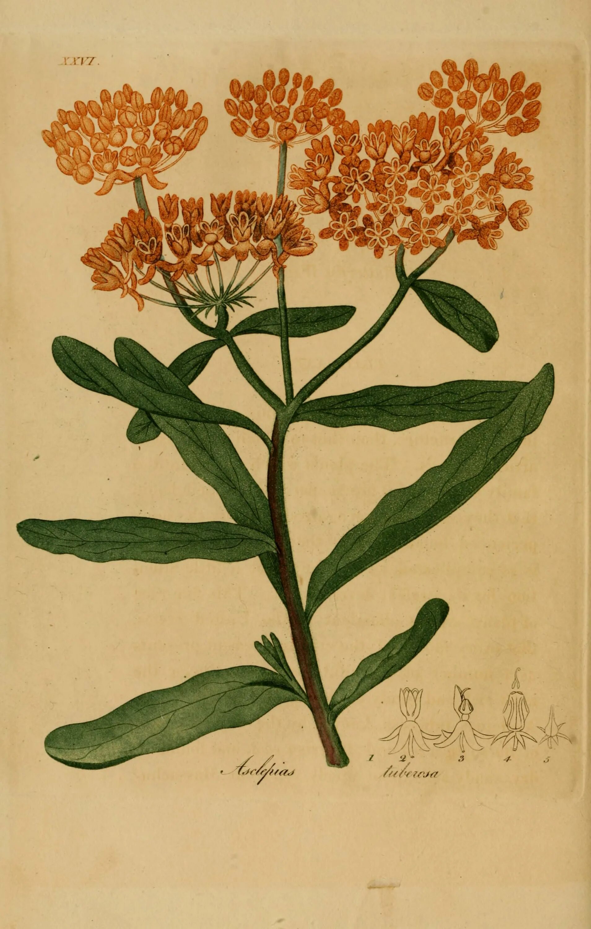 ботанические лекарственные растения. ботанический атлас незабудки. цветки календулы фармакогнозия. старинные изображения растений. мыльнянка лекарственная ботаника.