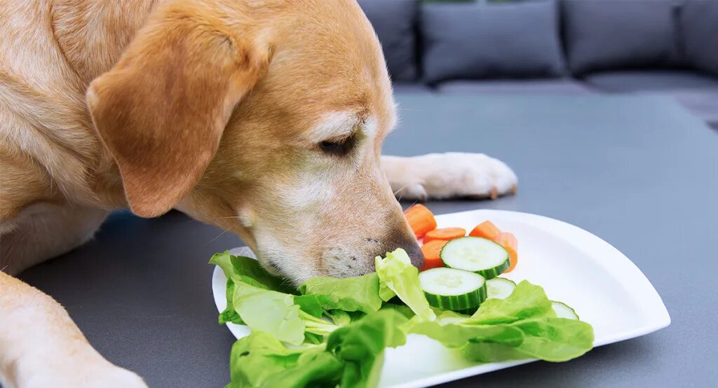 Еда для собак. Собака ест овощи и фрукты. Овощи для собак. Можно собакам давать суп