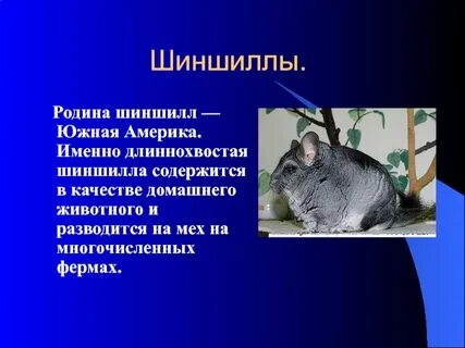 Шиншилла характер