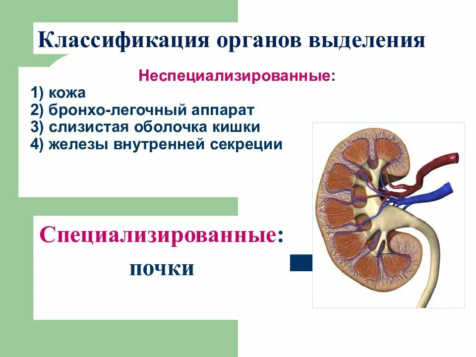 Органы выделения мочи человека. Система органов выделения. Выделительная система человека. Строение органов выделения человека.