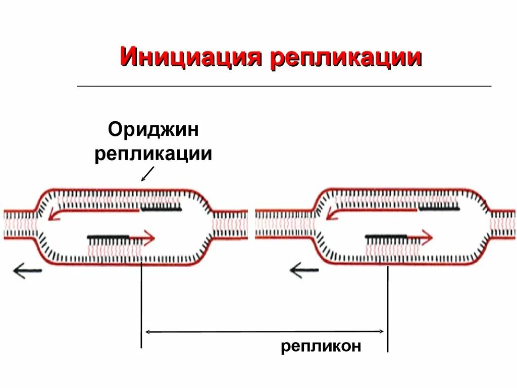 Этапы репликации ДНК инициация. Схема инициации репликации. Инициация репликации – образование репликативной вилки.. Инициация репликации ДНК схема процесса. 3 этапа репликации