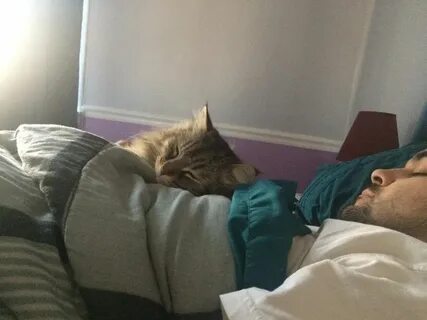 Будят кошки