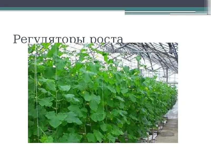 Регуляторы роста и развития растений. Росток растения. Фитогормон ауксин. Синтетические регуляторы роста растений. Регуляторы роста растений в сельском хозяйстве.