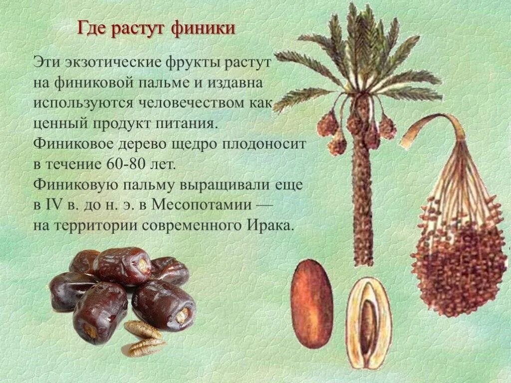 Луксор финиковая пальма. Интересные факты о пальмах. Финиковая пальма пальчатая. Финиковая пальма в африке. Финиковые пальмы плоды финика.