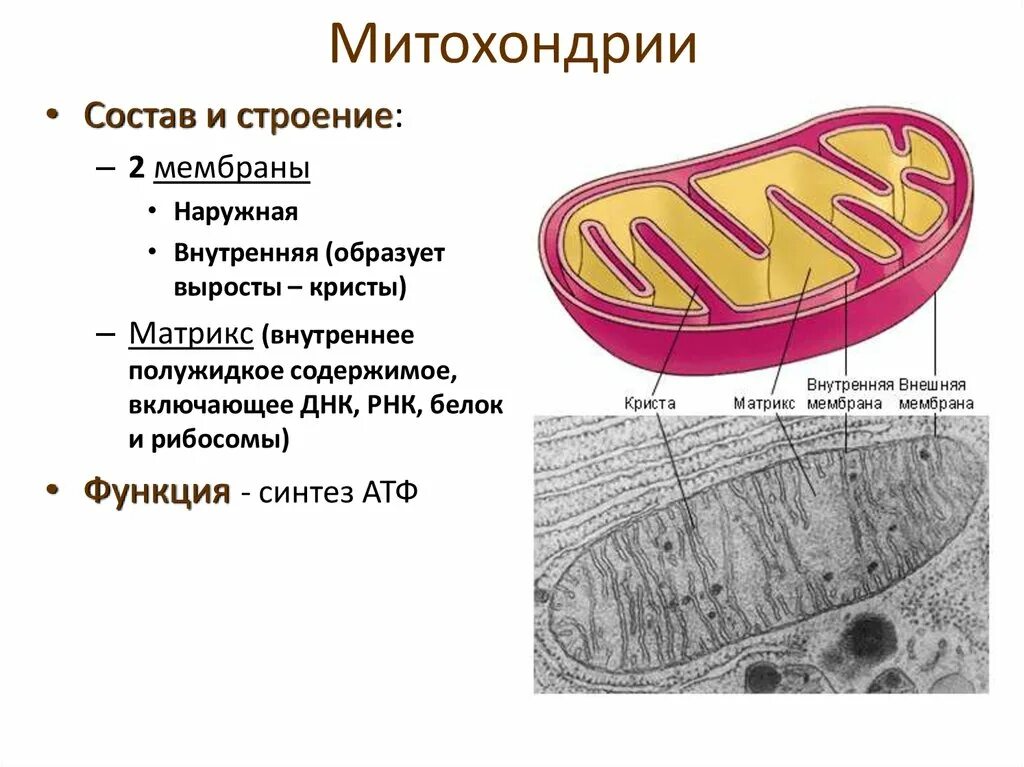 Функция митохондрий синтез