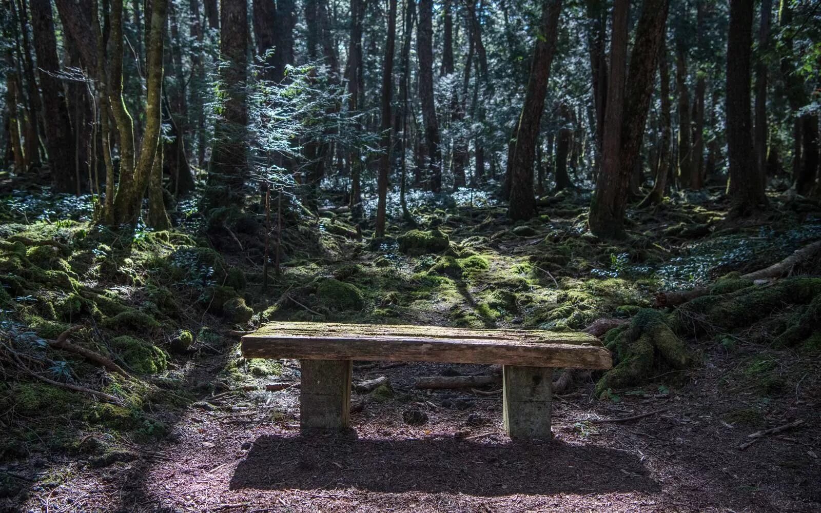 Японский лес самоубийц аокигахара. Лес в японии аокигахара. Лес самоубийц аокигахара. Лес аокигахара самоубийства. Лес в японии аокигахара.