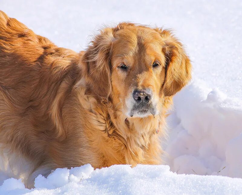 лабрадор ретривер. лабрадор голден ретривер. лабрадор или золотистый ретривер. ховаварт золотистый. лабрадор и лабрадор ретривер.