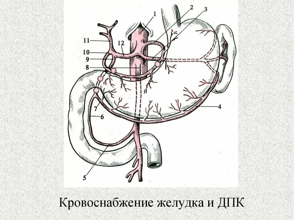 Правая желудочная вена. Кровообращение 12 перстной кишки. Кровоснабжение желудка вены и артерии. Малая кривизна желудка кровоснабжение. Кровоснабжение большой кривизны желудка.