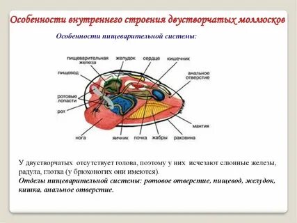 Конспект по биологии моллюски