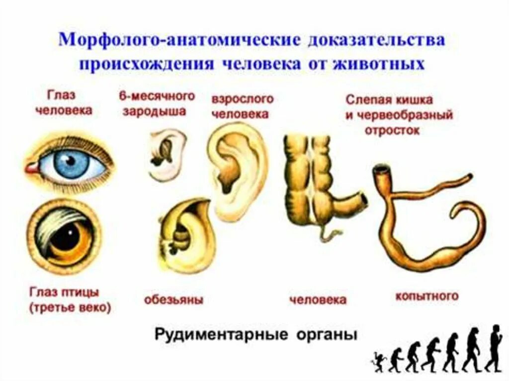 Рудименты и атавизмы доказательства эволюции. Рудименты сравнительно-анатомические доказательства. Рудименты доказательства эволюции. Сравнительно-анатомические доказательства эволюции рудименты.