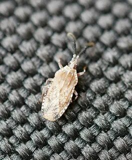 Copium
