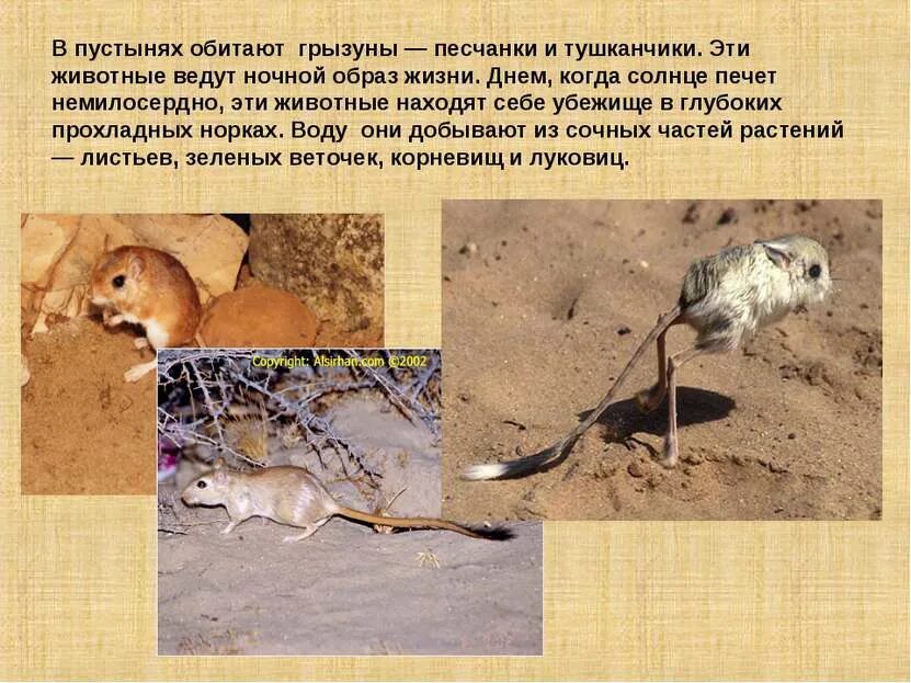 Песчанка является жителем пустыни. Интересные факты о животных пустыни. тушканчик в пустыне. обитатели пустыни тушканчик.