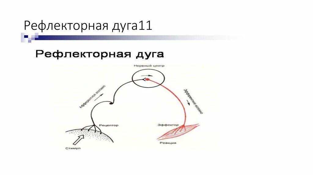 Рефлекторная дуга рыбы. Рефлекторная дуга условного рефлекса рыб. Эмблема рефлекс. Рефлекторная дуга рисунок.