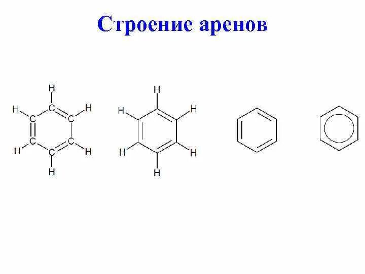 Простейший представитель арены. Простейший представитель арены