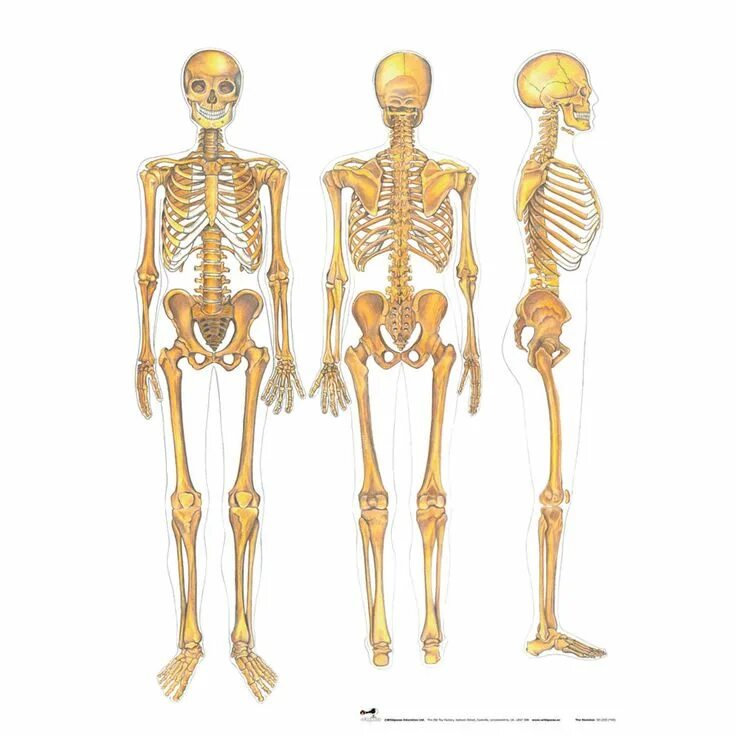Скелет анатомия. Скелет человека анатомия. Форма человеческий скелет и.