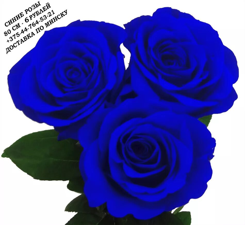 Синие розы текст песни