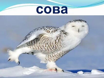 Полярная сова обитает