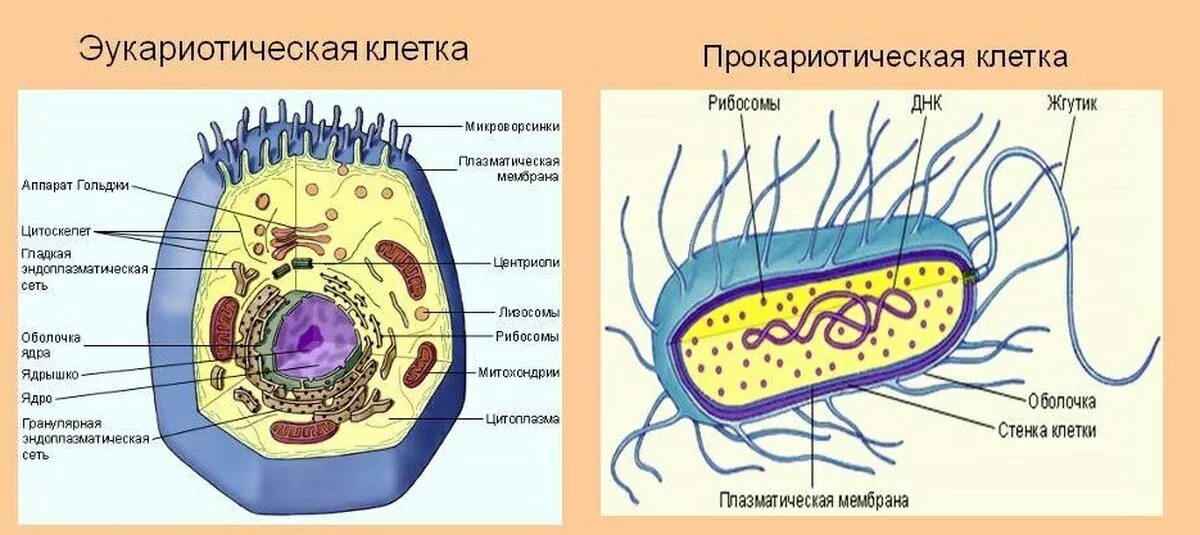 Строение клетки прокариотической клетки. Схема строения прокариотической и эукариотической клеток. Строение клетки эукариот. Строение эукариот эукариоты клеток.