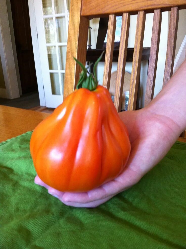 Pear tomato