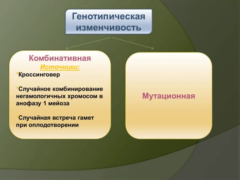 Генотипическая комбинативной изменчивости. Виды мутационной изменчивости схема. Комбинативная изменчивость. Генная хромосомная комбинативная. Источники генотипической изменчивости.