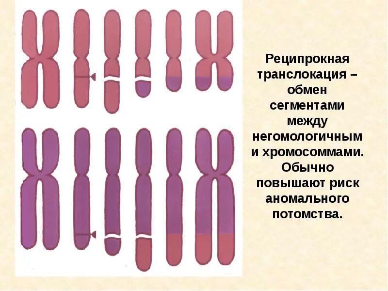Носителем транслокации. Сбалансированная робертсоновская транслокация. реципрокная и робертсоновская транслокация. сбалансированная реципрокная транслокация. хромосомные транслокации генетика.