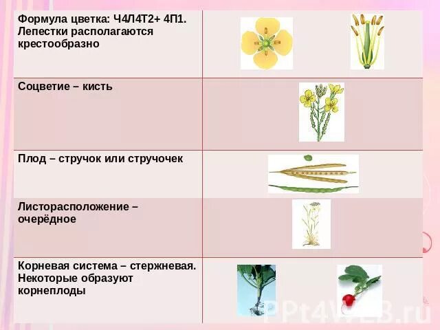 Класс крестоцветных и розоцветных