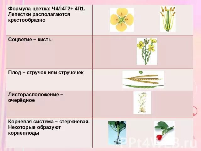 Ч4л4т4 2п1 формула какого цветка. Семейство крестоцветные жилкование листьев. Семейство крестоцветные биология 6 класс. Класс двудольные семейство крестоцветные и Розоцветные. Цветки соцветие плоды крестоцветных.