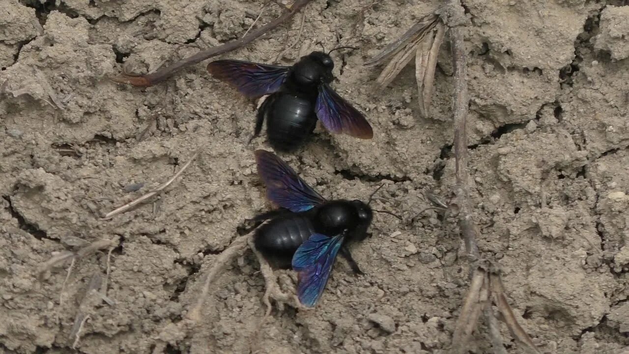 Синяя пчела плотник. Пчела-плотник xylocopa valga. шмель-плотник фиолетовый( xylocopa violacea ). шмель плотник ксилокопа. японская пчела плотник.
