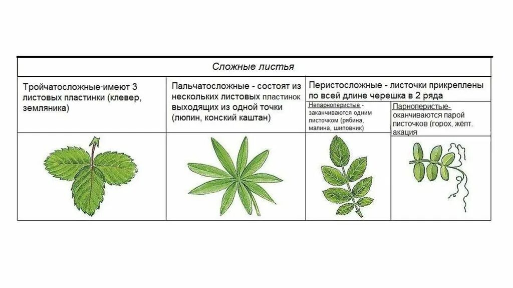 Ознакомление с внешним строением листьев и листорасположением