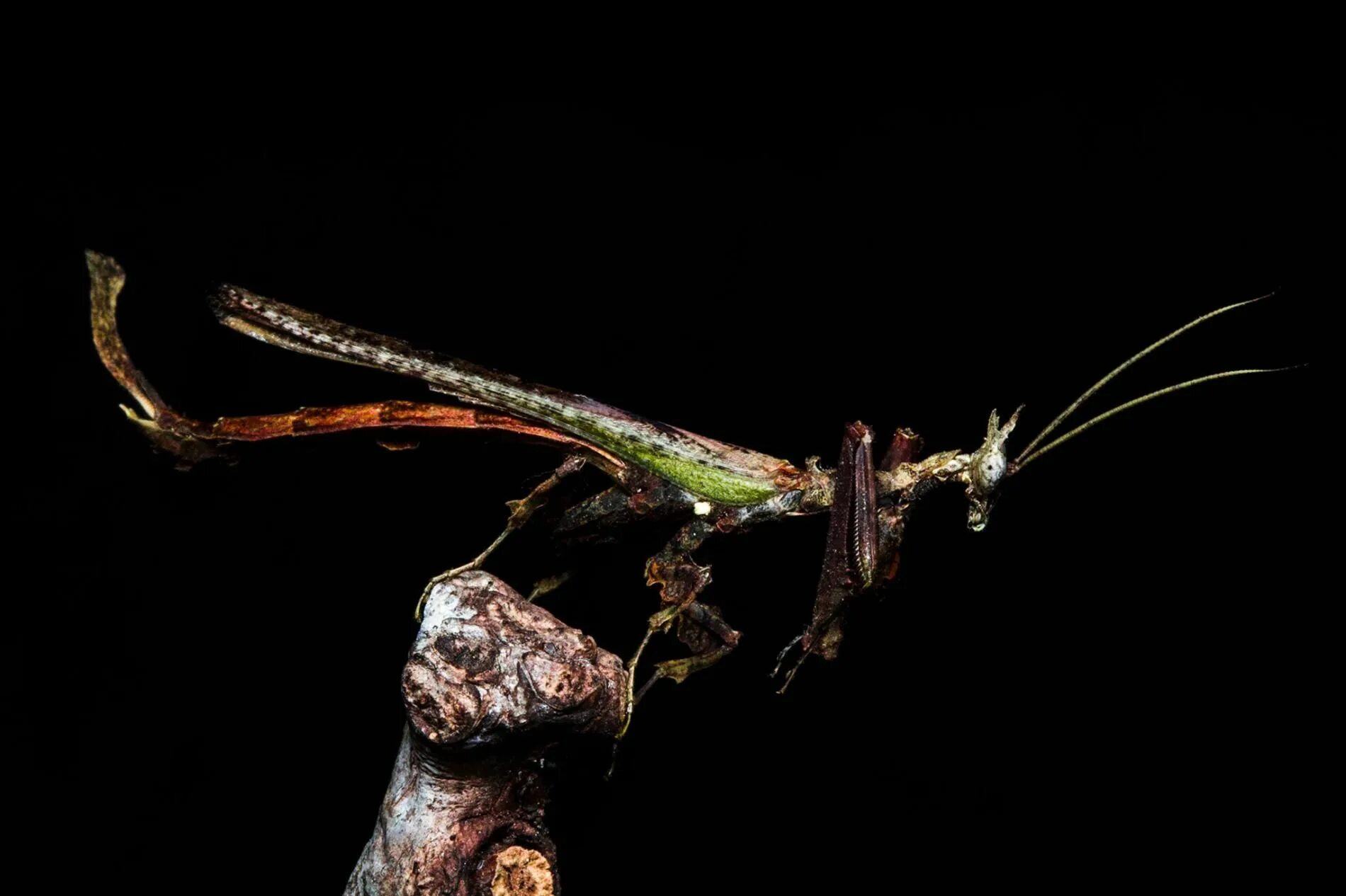 Драгон Мантис богомол. Богомол Idolomantis diabolica. Toxodera богомол. Богомол Phyllocrania paradoxa. Starfield богомол