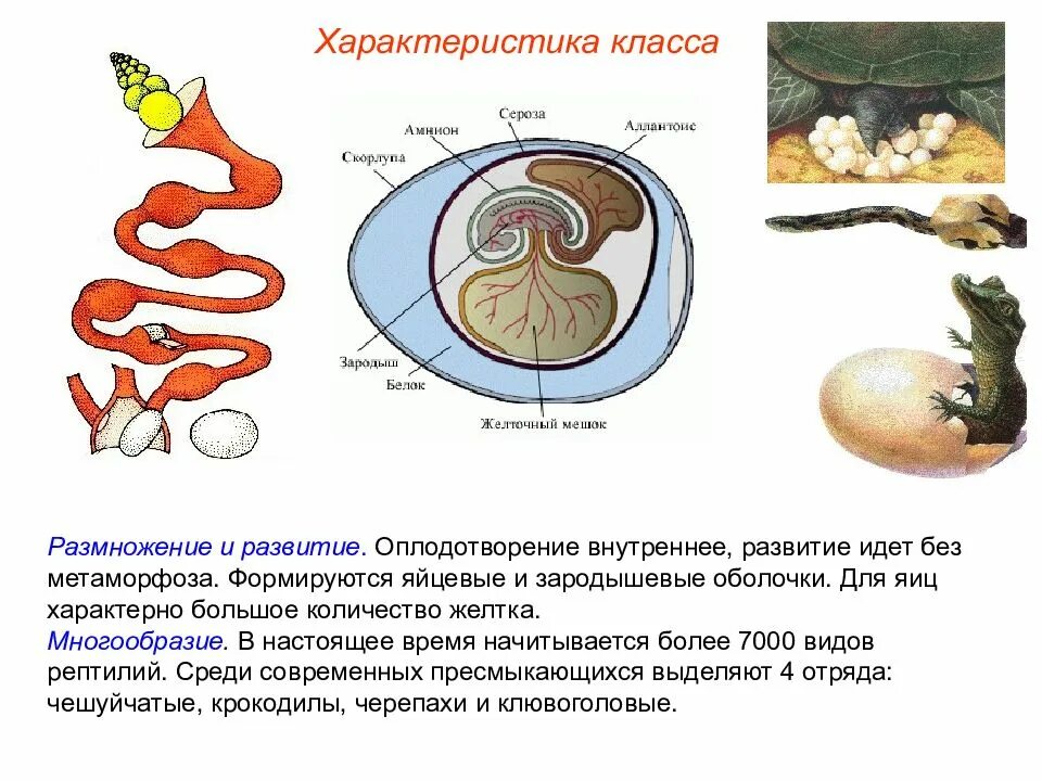 Оплодотворение у пресмыкающихся происходит в воде. Зародышевые оболочки яйца рептилий. размножение оплодотворение развитие рептилий. внутреннее оплодотворение у пресмыкающихся. строение эмбриона рептилий.