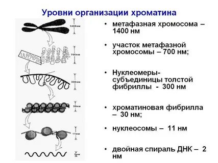 Упаковка хроматина
