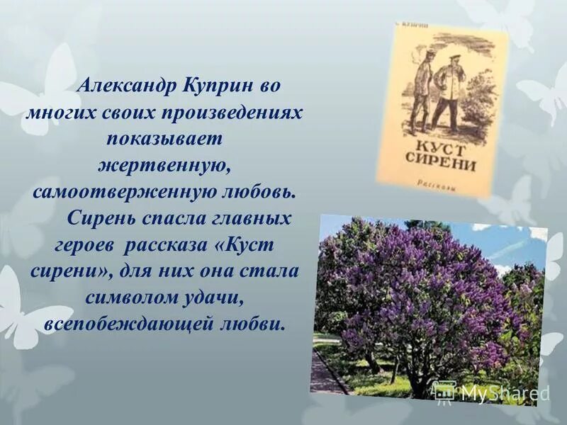 Написать отзыв на рассказ куст сирени. Куст сирени произведение Куприн. Куст сирени Куприн иллюстрации.