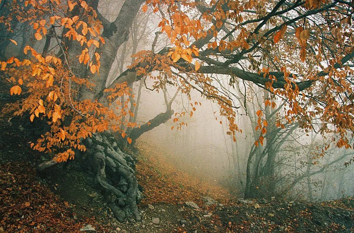 Осень грустит. Печальная осень. Осенняя грусть. Тоскливая осень. Природа печальная осень.