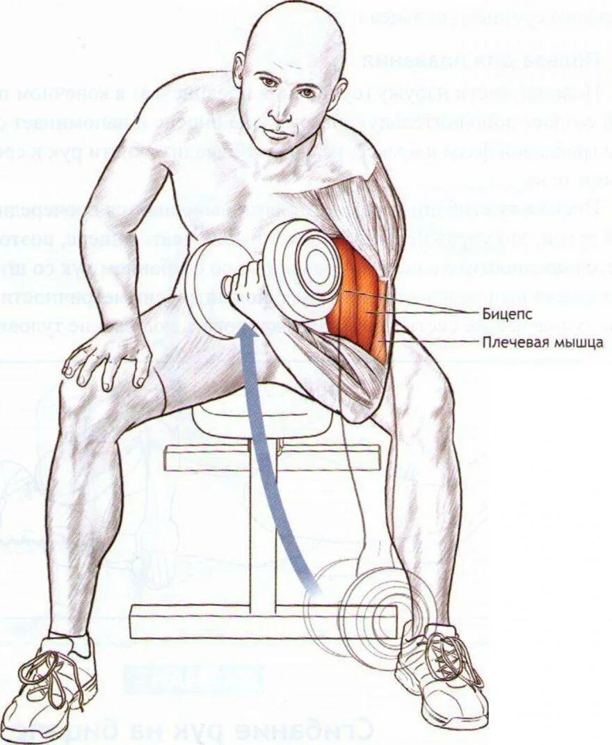 Техника гантелей на бицепс. Как правильно качаться бицепс гантелями. Упражнения с гантелями для накачки бицепса. Упражнения на бицепс с гантелями в домашних условиях. Как накачать бицепс в домашних условиях с гантелями.