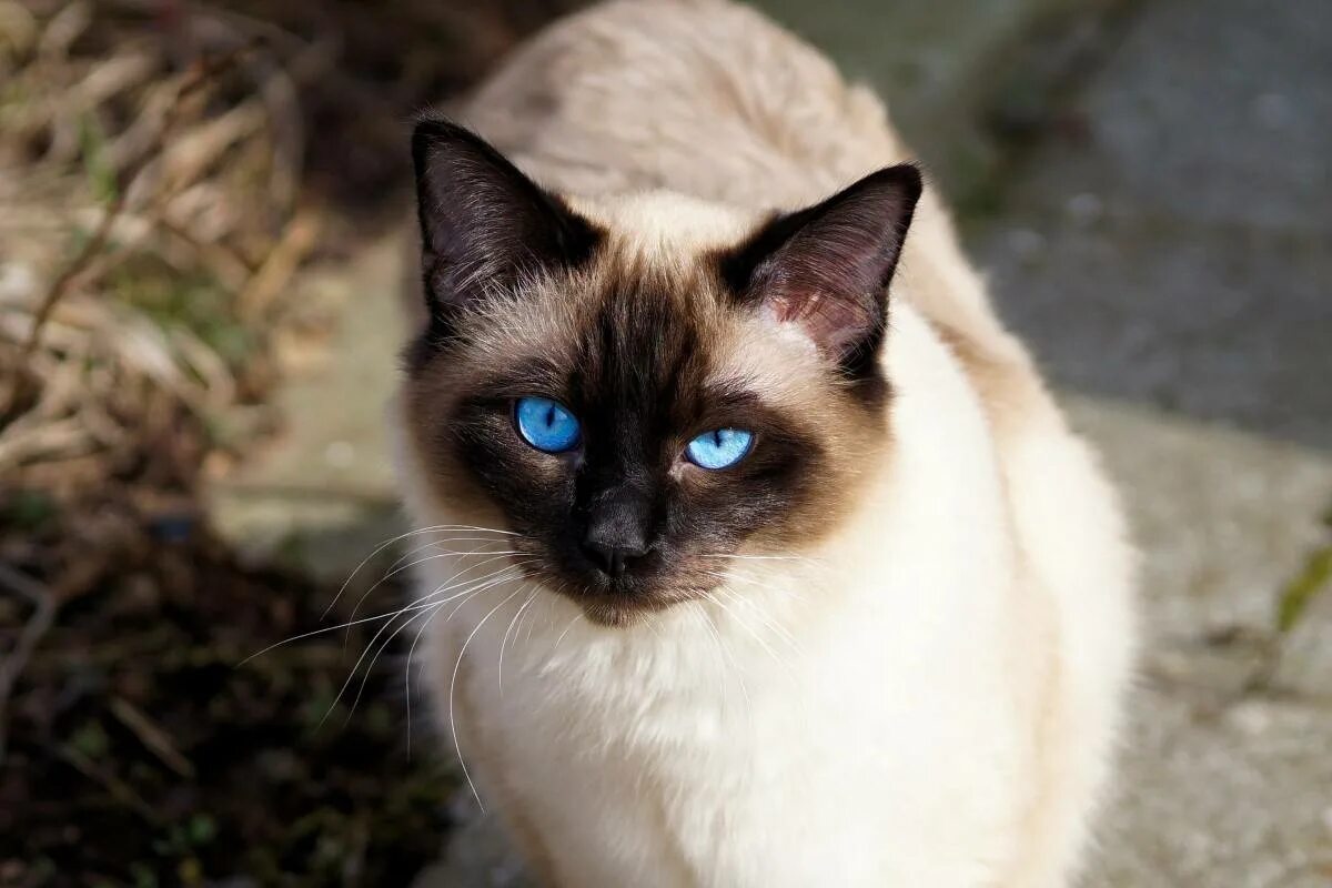 Фото сиамской породы. Сиамская кошка. сиамская кошка сиамская. королевская сиамская кошка. сиамский кот королевской породы.