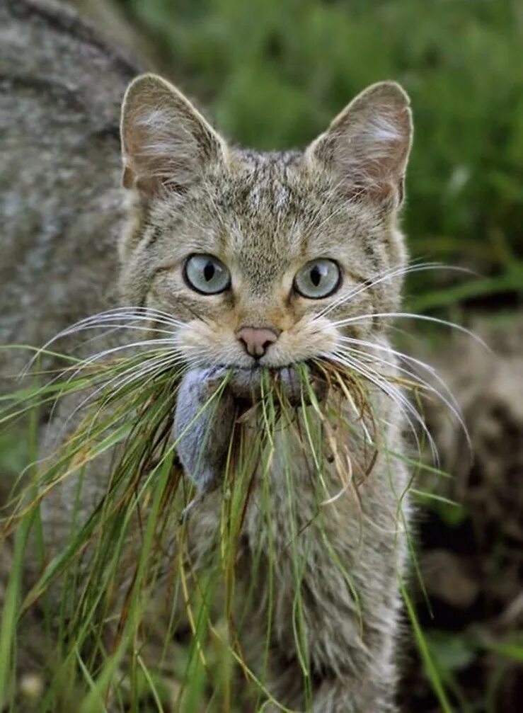 Кот добыча. Felis Silvestris Silvestris. Лесной кот. Дикие Лесные коты. Коты демотиваторы.