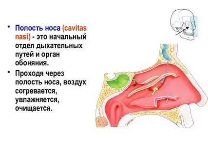 Дыхательная система носовая полость