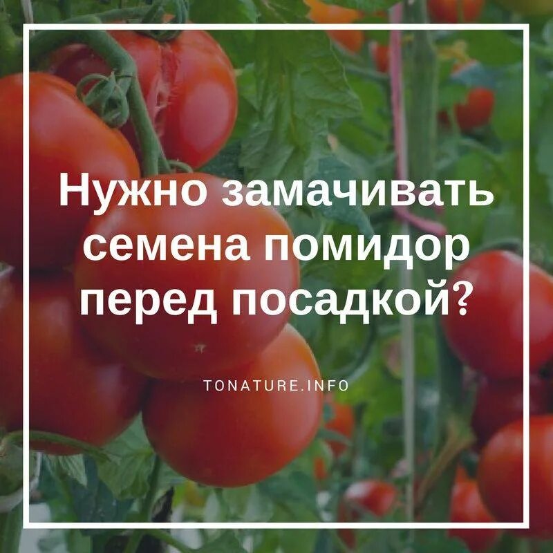 Посев томатов на рассаду обработки. Разновидность сортов помидор рассада. Обработанные семена томатов посев. Медунок семена томат. Лукоморье семена помидор.