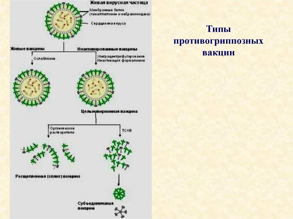 Живые вакцины схема. Типы вирусных вакцин. Виды противогриппозных вакцин. Схема классификации противогриппозных вакцин. Типы вакцин коронавируса