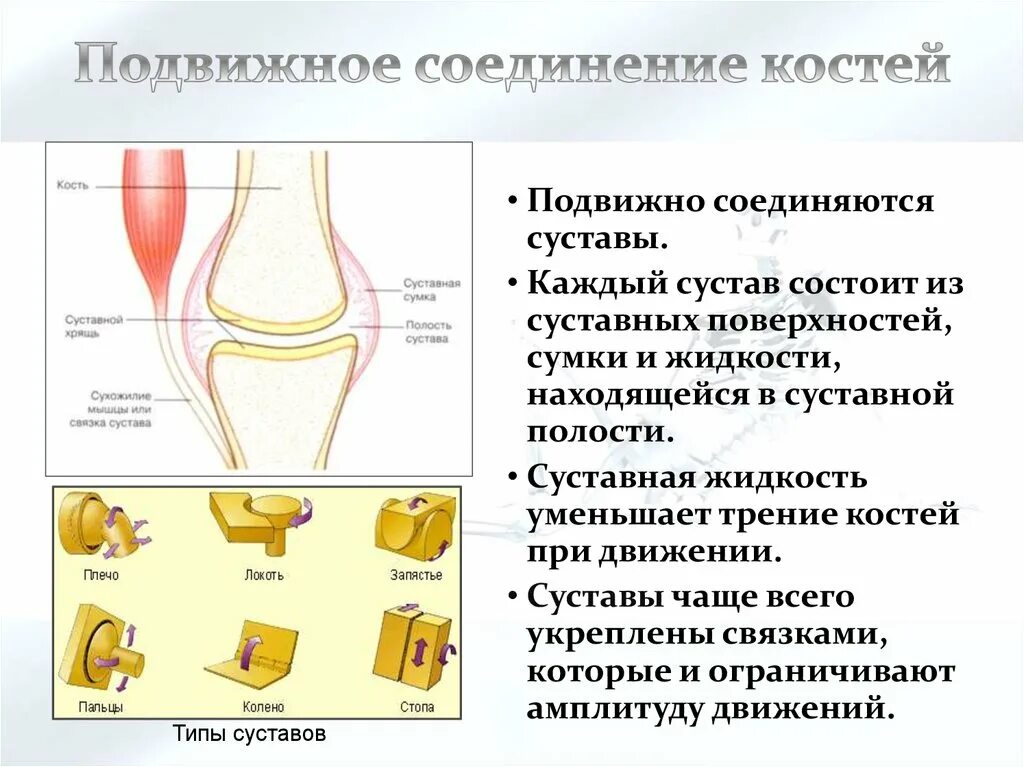 Особенности строения подвижного соединения. Типы соединения костей подвижное сустав. Подвижные соединения костей. Подвижные соединения суставы. Соединение костей суставы.