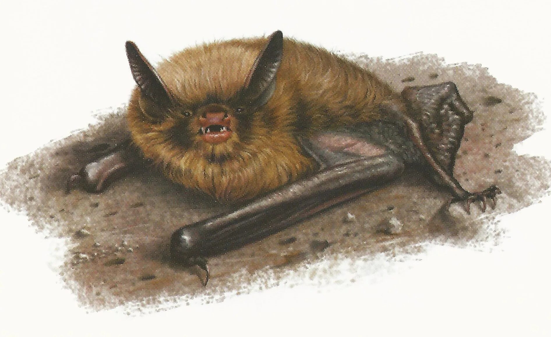 Ночница Брандта (Myotis brandtii (Eversmann, 1845)). Летучая мышь ночница Брандта. Ночница Брандта Myotis brandtii. Ночница Брандта красная книга. Ночница красная книга