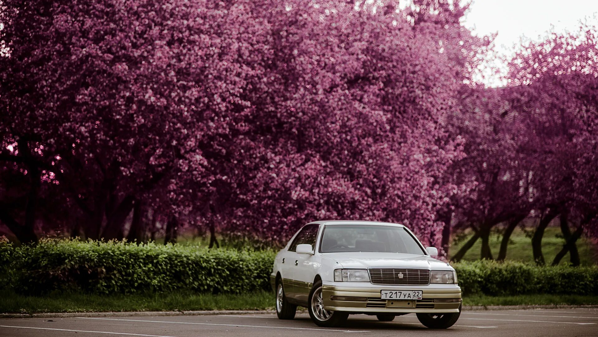 Сакура виев модел. Toyota crown s150. toyota mark 2 сакура. toyota crown 140 сакура. toyota crown s180.
