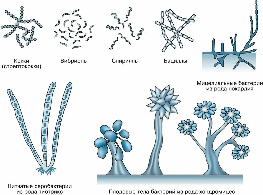 Бактерии примеры названия. Формы бактерий картинки. Формы клеток микробиология. Отметь форму бактерии — кокки.. Бактерии разновидности названия.