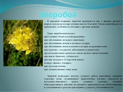Зверобой противопоказания для женщин